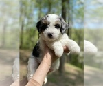 Small Photo #3 Miniature Bernedoodle Puppy For Sale in MURRAYVILLE, GA, USA