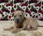 Small #16 Thai Ridgeback