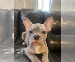 Small Photo #2 French Bulldog Puppy For Sale in MONTEBELLO, CA, USA