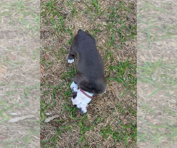 Medium Photo #7 Olde English Bulldogge Puppy For Sale in AUSTIN, TX, USA