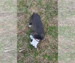 Small #6 Olde English Bulldogge