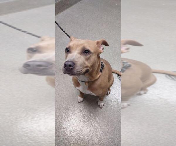 Medium Photo #1 American Pit Bull Terrier-Unknown Mix Puppy For Sale in Las Vegas, NV, USA
