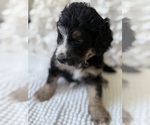 Small #8 Bernedoodle