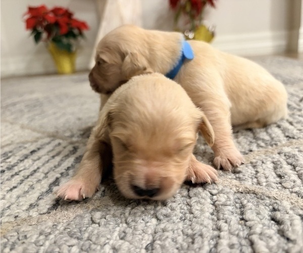 Medium Photo #6 Golden Retriever Puppy For Sale in PHOENIX, AZ, USA