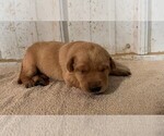 Puppy Rosie Labrador Retriever