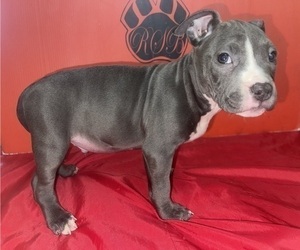 Medium American Pit Bull Terrier