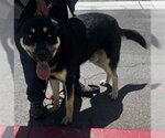 Small German Shepherd Dog Mix