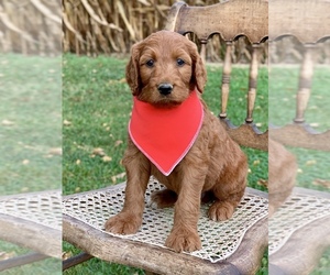 Irish Doodle Puppy for sale in WOOSTER, OH, USA
