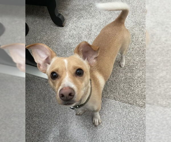 Medium Photo #3 Chihuahua-Unknown Mix Puppy For Sale in Grafton, WI, USA