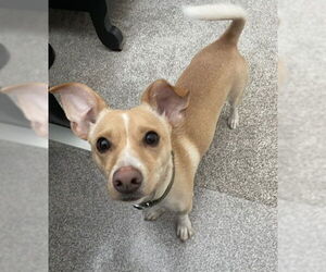 Chihuahua-Unknown Mix Dogs for adoption in Grafton, WI, USA