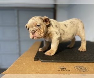 Bulldog Puppy for Sale in DALY CITY, California USA