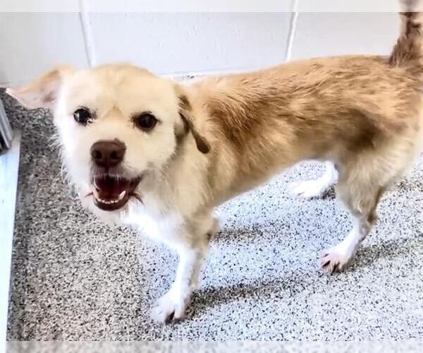 Medium Photo #3 Border Terrier Puppy For Sale in Houston, TX, USA