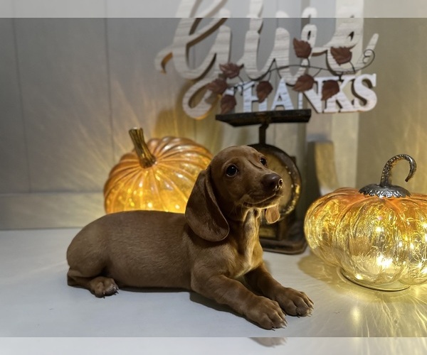 Medium Photo #2 Dachshund Puppy For Sale in EASTVALE, CA, USA