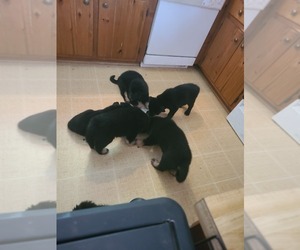 Alaskan Malamute-German Shepherd Dog Mix Puppy for sale in GLOUCESTER, VA, USA