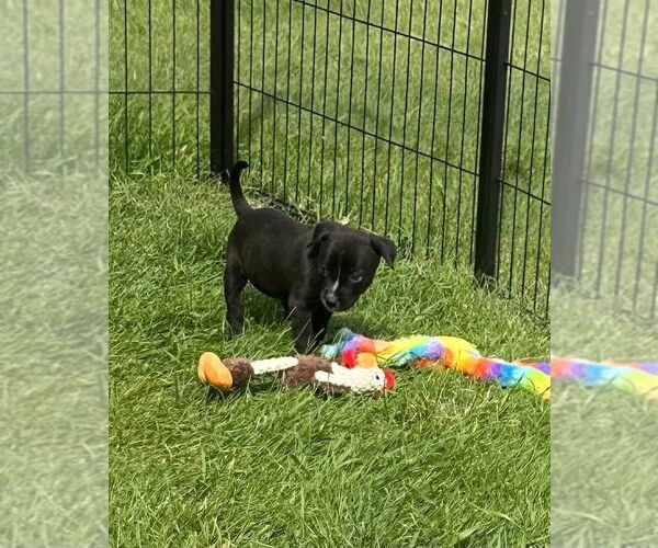 Medium Photo #1 Labrador Retriever-Unknown Mix Puppy For Sale in Lakewood, CO, USA