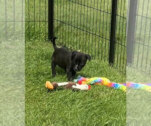 Medium Labrador Retriever Mix
