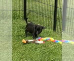 Small Labrador Retriever Mix