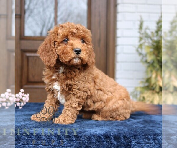 Medium Photo #3 Cavapoo (Miniature) Puppy For Sale in NARVON, PA, USA