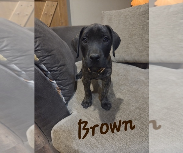 Medium Photo #6 Mastiff Puppy For Sale in WALNUT COVE, NC, USA