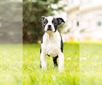 Small #7 Boston Terrier