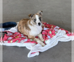 Small #1 Border-Aussie