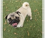 Small Photo #1 Schnug Puppy For Sale in CASTRO VALLEY, CA, USA