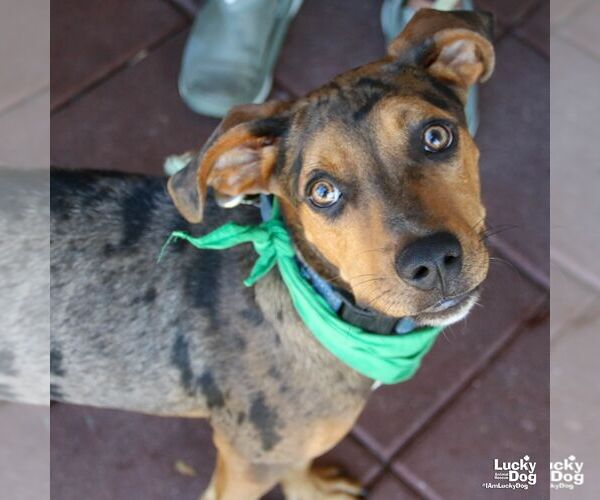Medium Photo #7 Catahoula Leopard Dog-Retriever  Mix Puppy For Sale in Washington, DC, USA