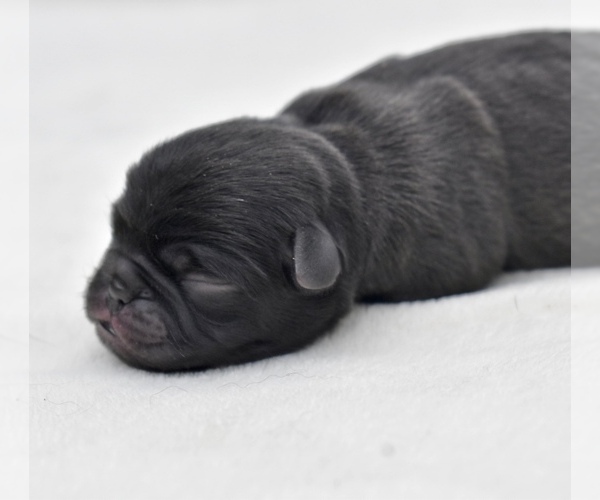 Medium Photo #1 Pug Puppy For Sale in PALM COAST, FL, USA