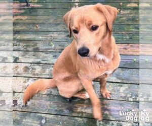 Labrador Retriever-Retriever Mix Dogs for adoption in Washington, DC, USA