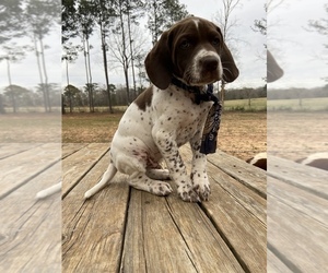 German Shorthaired Pointer Puppy for sale in MIDLAND, GA, USA