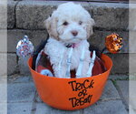 Halloween Town Ghouls: Pumpkin - Female Cockapoo (Miniature) Dog for Adoption - Small photo