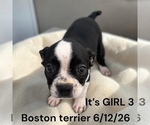 Small #5 Boston Terrier