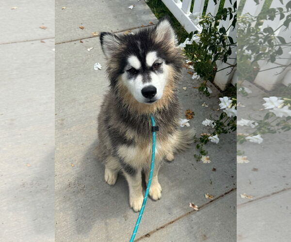 Medium Photo #2 Siberian Husky-Unknown Mix Puppy For Sale in Newport Beach, CA, USA