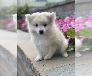 Pomeranian Puppy for sale in CANOGA, NY, USA