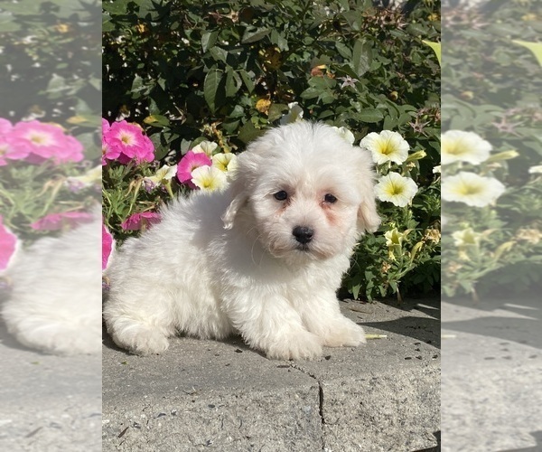 Medium Photo #2 Coton de Tulear Puppy For Sale in CANOGA, NY, USA