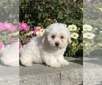 Small #1 Coton de Tulear