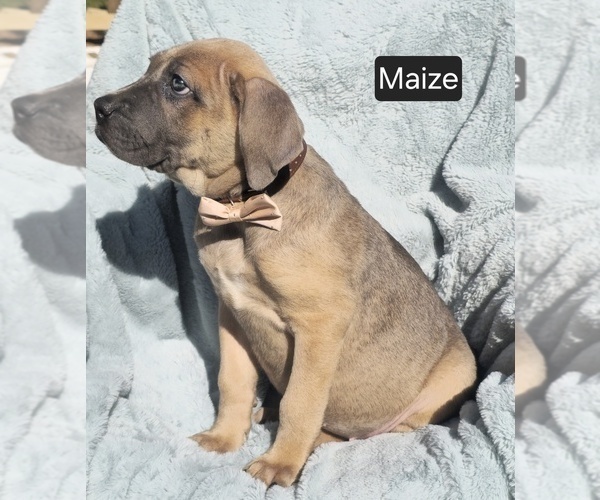 Medium Photo #4 Cane Corso Puppy For Sale in MINERAL WELLS, WV, USA
