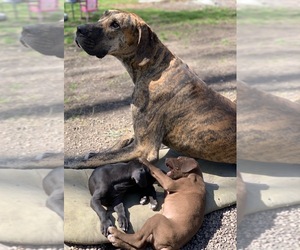 Father of the Great Dane puppies born on 05/09/2021
