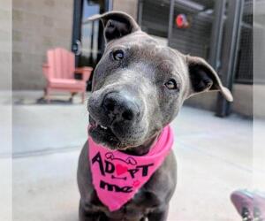 American Pit Bull Terrier Dogs for adoption in Denver, CO, USA