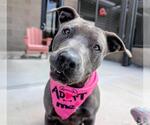 Small American Pit Bull Terrier