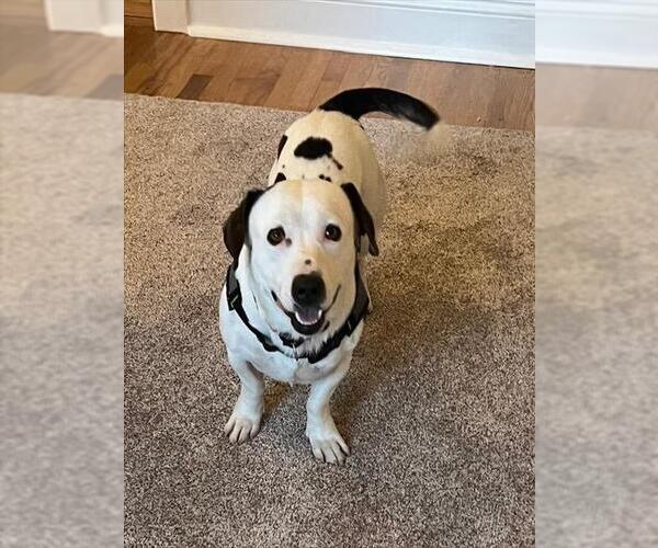 Medium Photo #1 Dachshund-Unknown Mix Puppy For Sale in Santa Maria, CA, USA