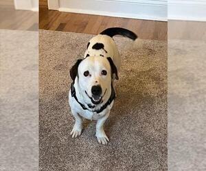 Dachshund-Unknown Mix Dogs for adoption in Santa Maria, CA, USA