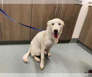 German Shepherd Dog-Siberian Husky Mix Dogs for adoption in Baytown, TX, USA