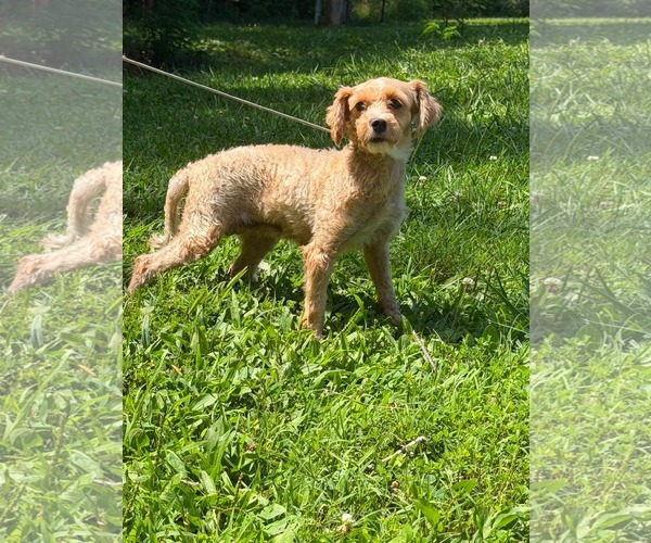Medium Photo #3 Poodle (Miniature) Puppy For Sale in HOPKINSVILLE/PRINCETON, KY, NH, USA