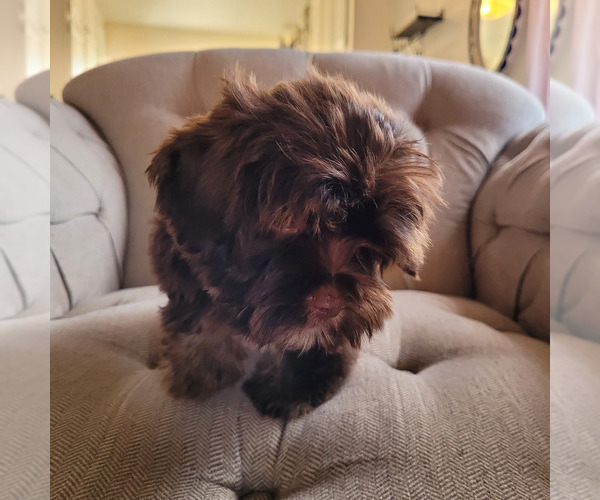 Medium Photo #11 Shorkie Tzu Puppy For Sale in LAKESIDE, CA, USA