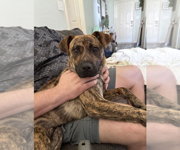 Medium Photo #2 American Pit Bull Terrier-Unknown Mix Puppy For Sale in Evansville, IN, USA