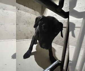 Labrador Retriever-Unknown Mix Dogs for adoption in Louisville, KY, USA