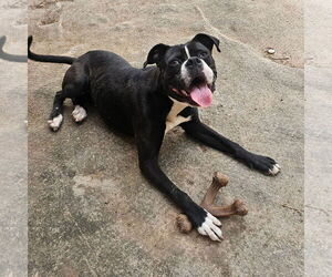 Boxer Dogs for adoption in Dumont, NJ, USA