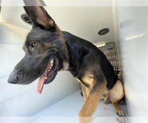 German Shepherd Dog Dogs for adoption in Houston, TX, USA