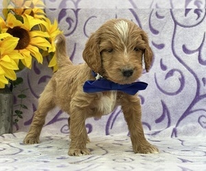 Goldendoodle Puppy for sale in LANCASTER, PA, USA